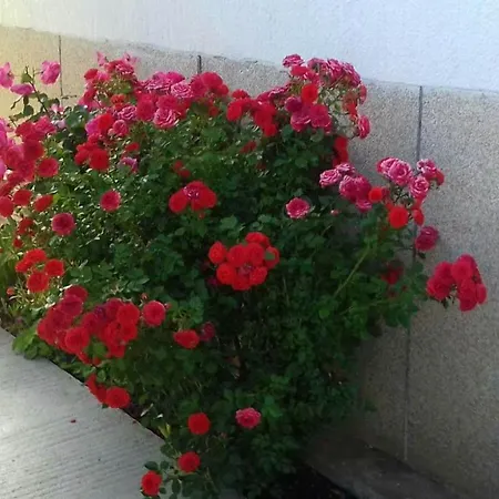 Jurat Vodice