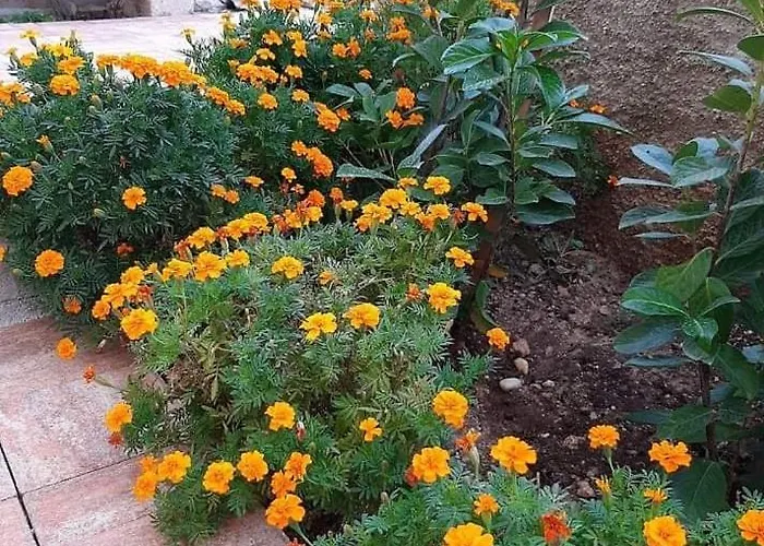 Appartement Jurat Vodice